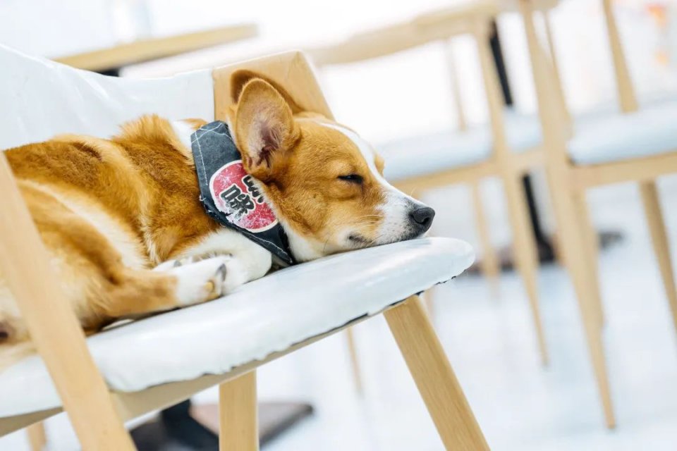 吸屁屁，短腿大耳肉嘟嘟，这家店进去就出不来了…