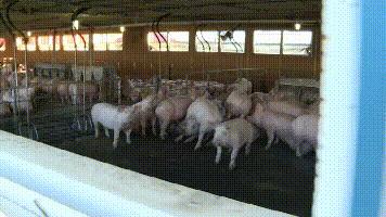 为什么中国每年从美国大量进口肉,为什么中国进口俄罗斯大增