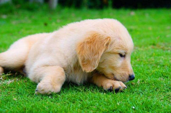 新手铲屎官金毛,新手铲屎官如何挑选健康的猫咪