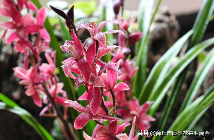 四季开花又香的兰花品种有哪些,哪种兰花品种好养开花又香