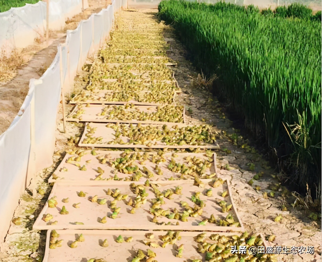 农村养殖什么药材品种比较赚钱,在农村养殖种植创业好项目有哪些