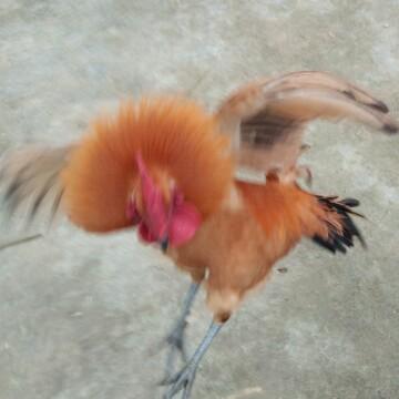 天麻应切什么片,天麻用什么辅料炮制