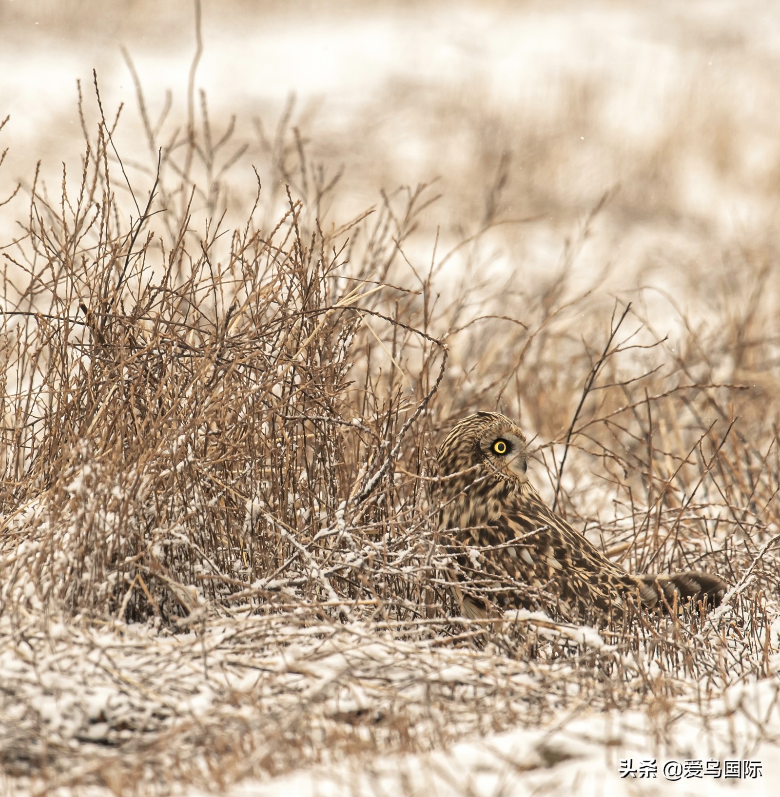 鸟类最好看的照片,100张绝美鸟类图片