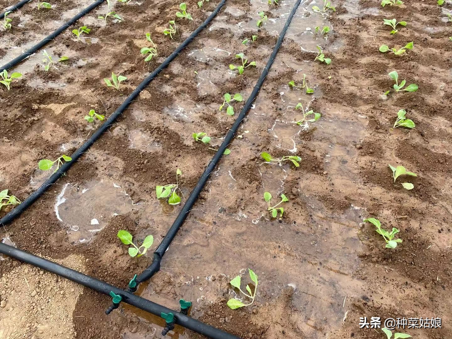 大棚种菜老是死苗是什么原因,阳台种菜为啥老是死苗