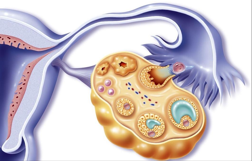 如果想知道输卵管好不好怎么知道,想知道输卵管通不通需要做些什么