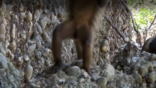 海鲜蛤蜊与蛤蜊区分,蛏子与小人蚬的区别