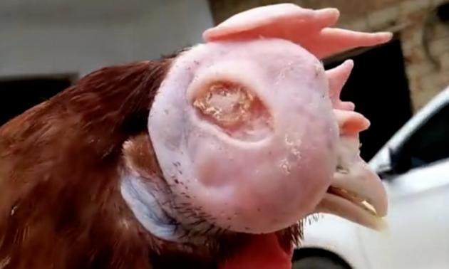 养的鸡眼睛瞎了怎么回事,鸡的眼睛肿瞎了是什么病