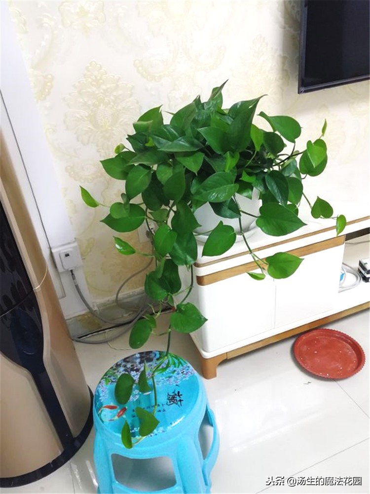 绿萝冬天放在泡沫箱里能过冬吗,水培绿萝冬天怎么安全过冬