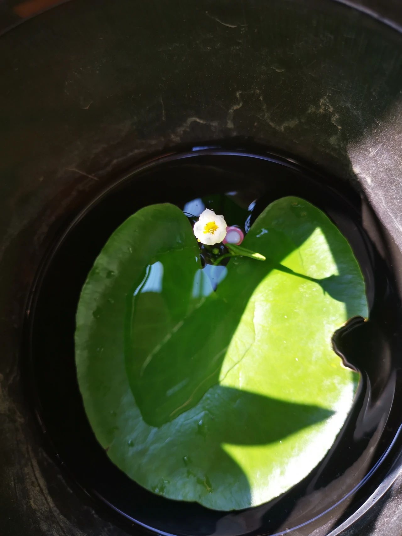 养花常用技巧和方法有哪些,怎么样才能掌握养花的技巧