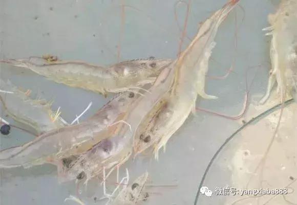 鱼虾混养的技术要点,鱼虾混养优缺点