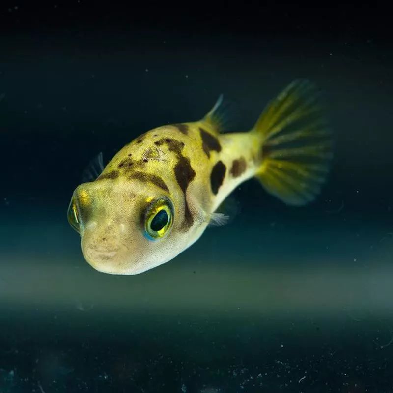 好养好看又有趣的几种观赏鱼,奇葩又好养的观赏鱼