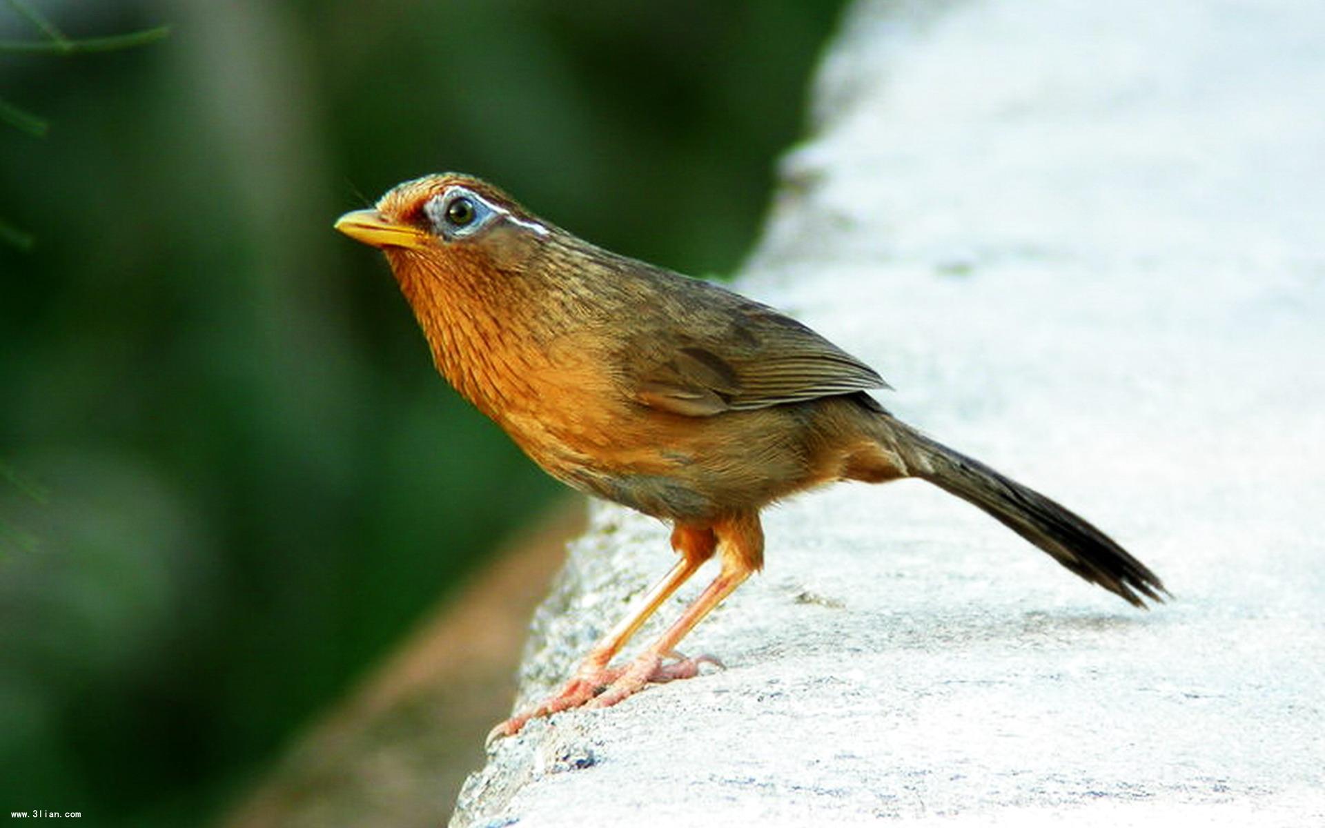 画眉鸟能活多少年龄,画眉鸟能活多少年呢