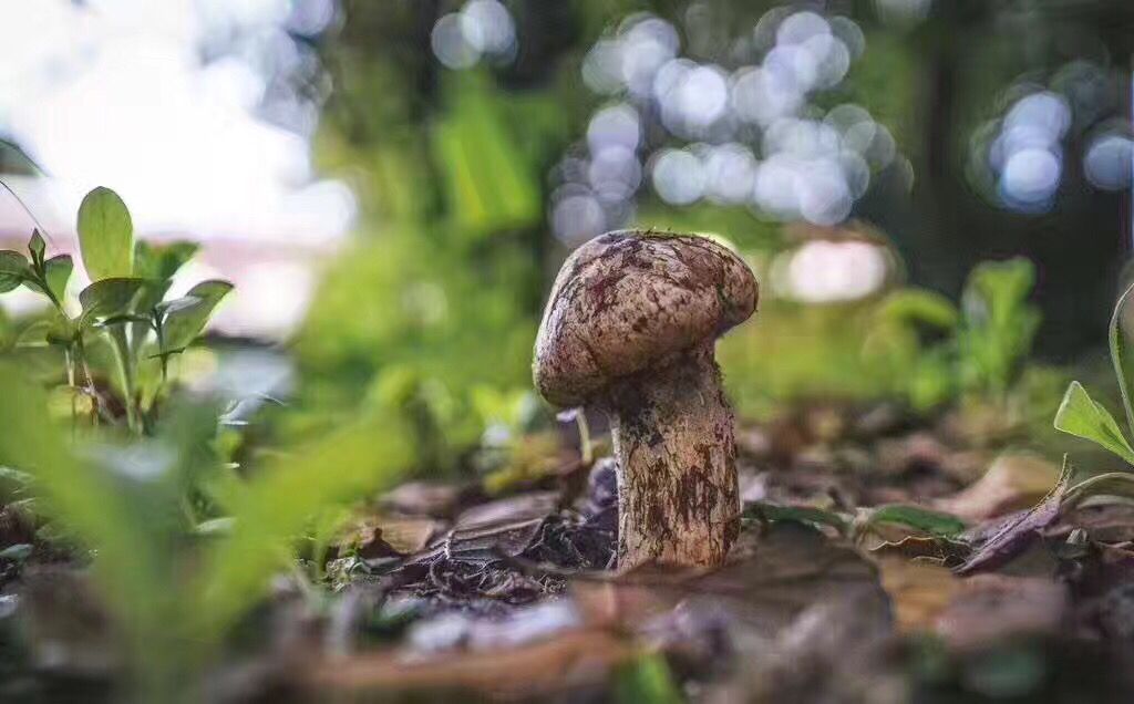 十大名贵山珍排行榜,十大名贵的菜有哪些