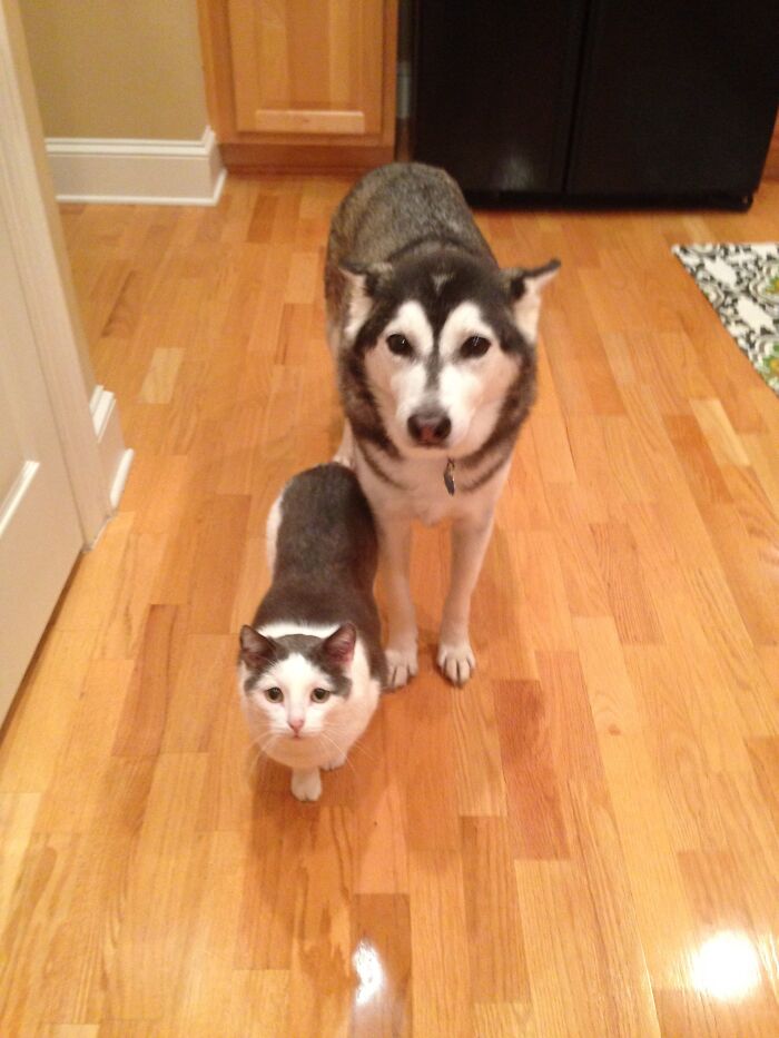 当不同物种的小动物们忽然“撞衫”…同款配色双倍的可爱