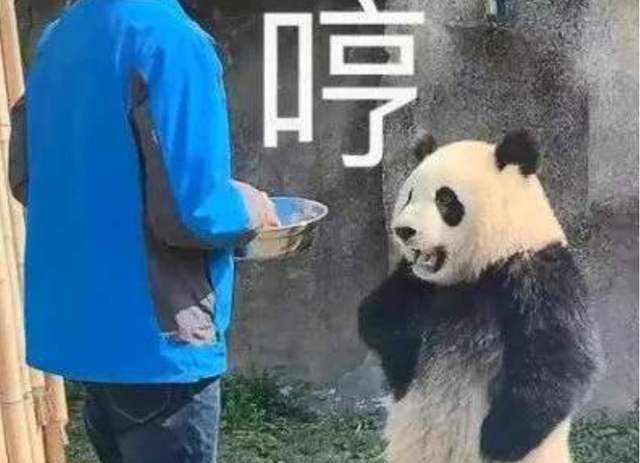 奇思妙想，牧民们往驯鹿的角上喷荧光漆来降低死亡率！