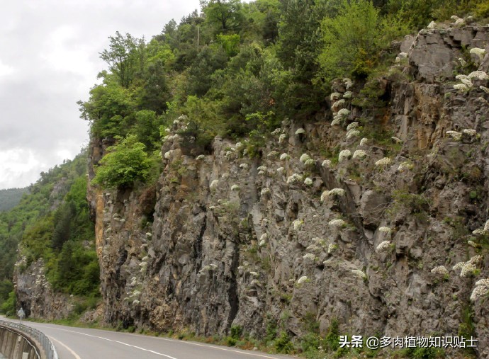 虎耳草开的花,虎耳草开花海