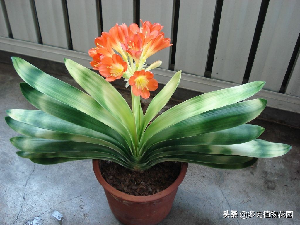 君子兰烂根可以用阿司匹林处理吗,君子兰烂根生有长条小白虫怎么救