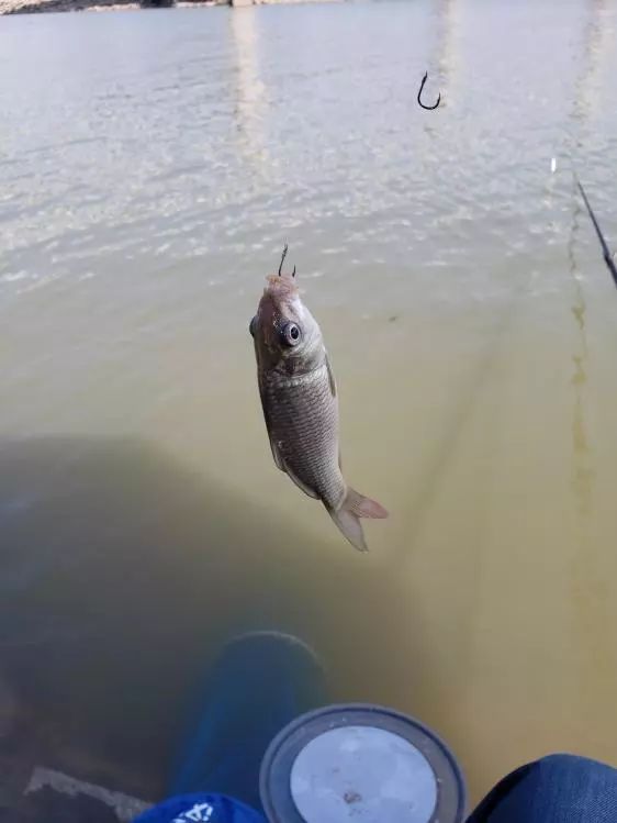 本汀金迦潘求败7米2,本汀金迦潘引领实测