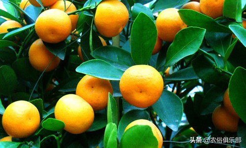 房前不种桑树房后不种柳树,前不种桑后不栽柳意味什么