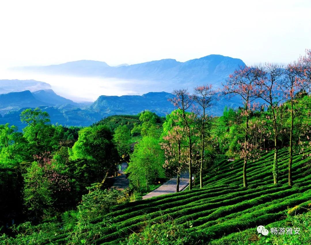 雅安4天旅游攻略最新版,五一去雅安的攻略