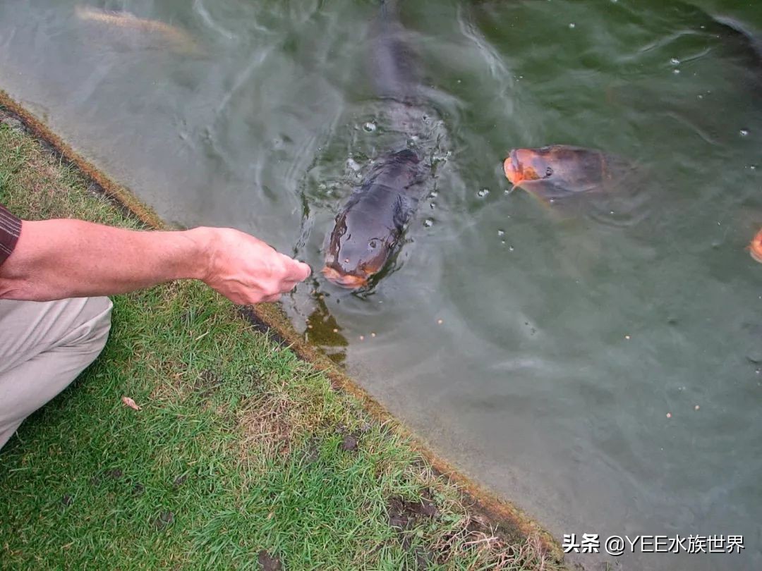 鱼开口喂料注意事项视频,新鱼不吃上浮饲料怎么办