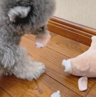 家里数据线被咬,数据线被狗狗咬