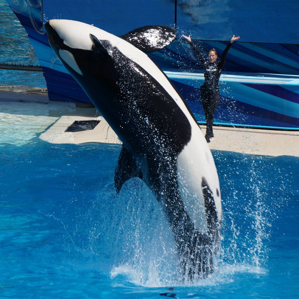 喜欢我就不要靠近我，5部野生动物的电影