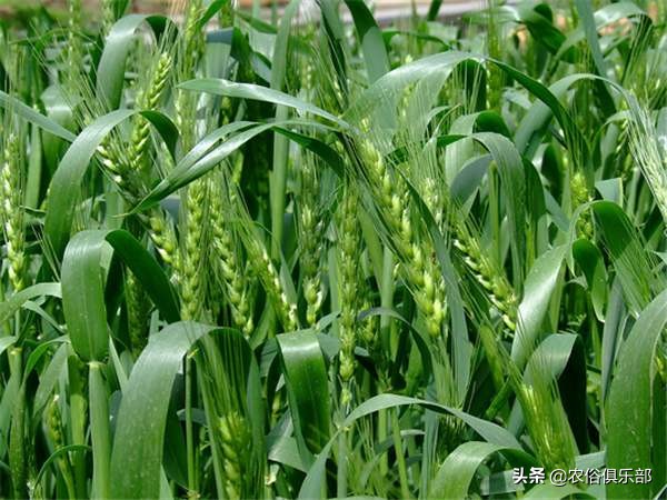 烧秸秆禁令原视频,秸秆禁烧禁抛的通告