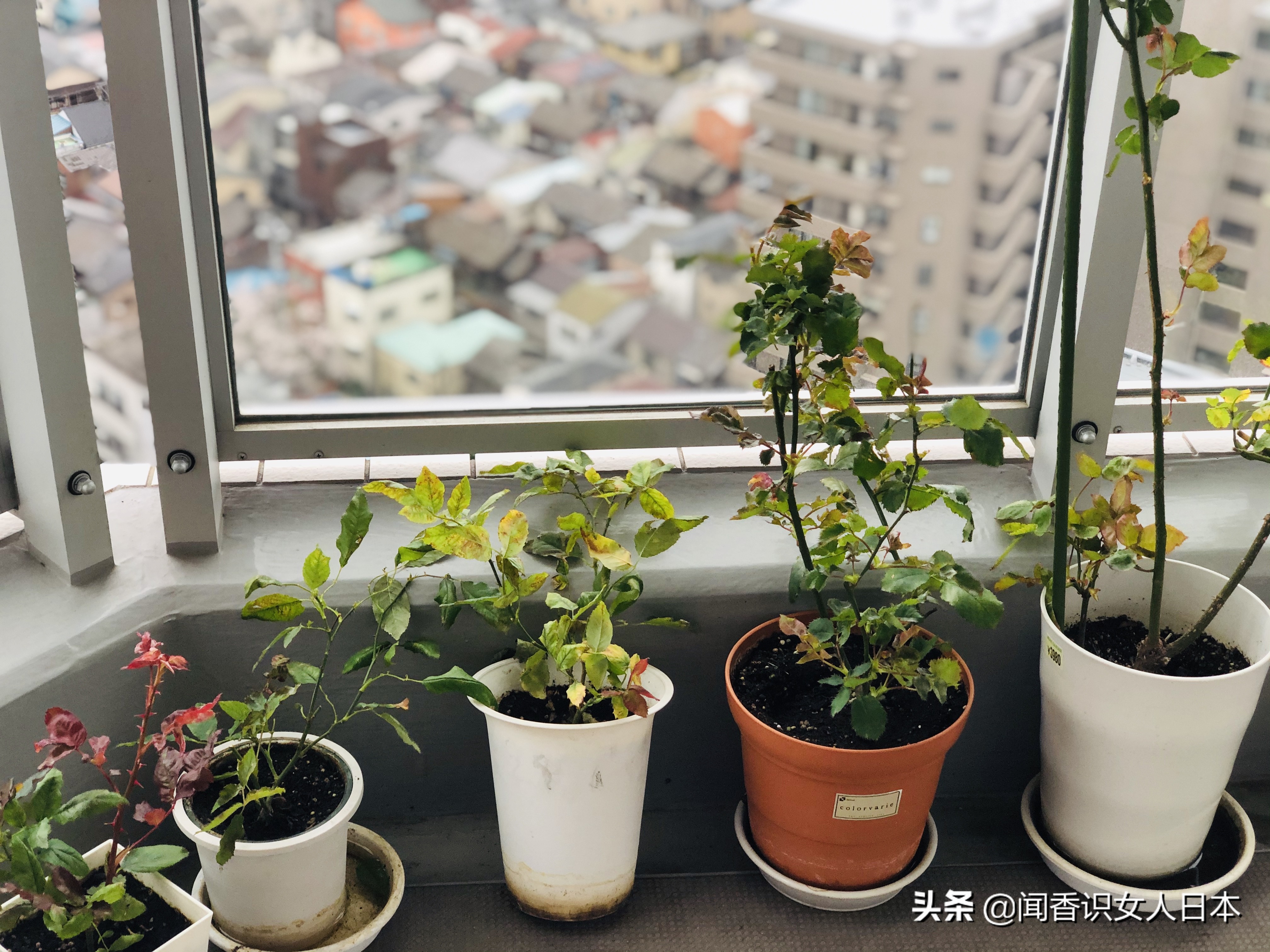 东京都知事是什么,东京都知事全部视频