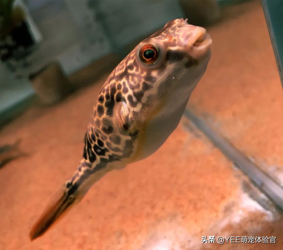 容易混养的热带鱼,容易互动的鱼