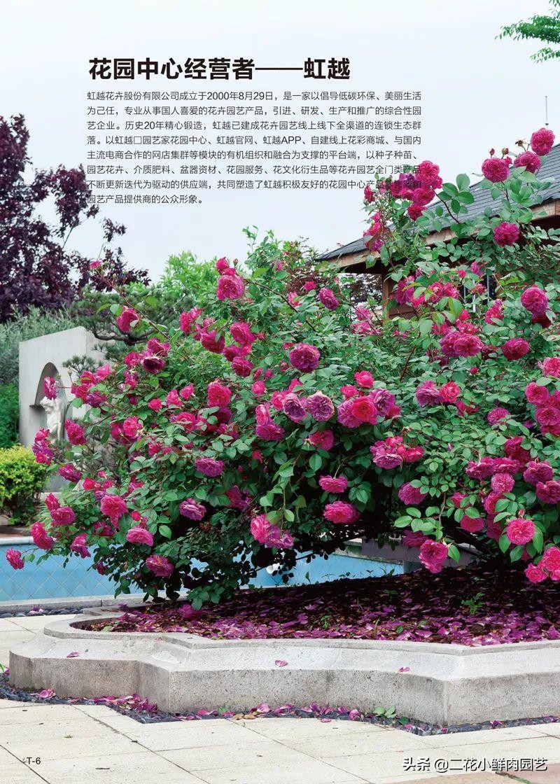 鍥壓鑺卞崏绉嶆鐭ヨ瘑鍏ラ棬,鑺卞崏鍥壓濡備綍鍏ラ棬