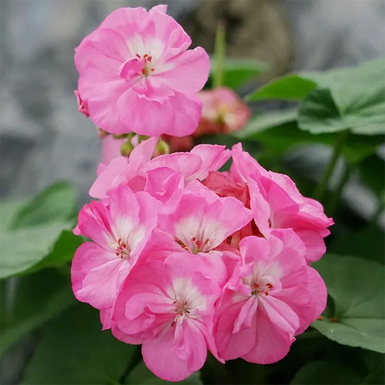 这种花别乱浇水水越多越不开花,这种花不怕冷好养易活