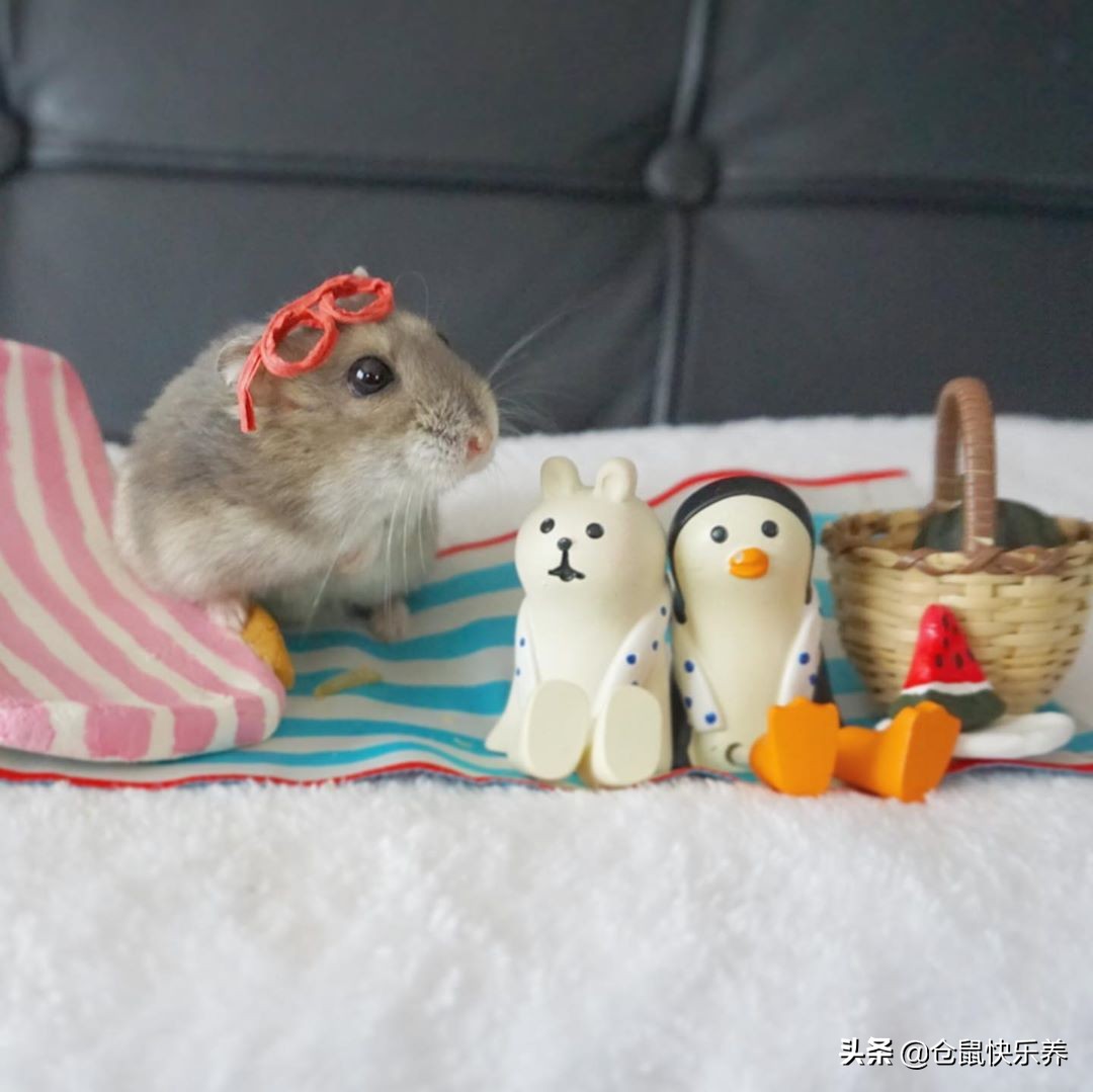 小仓鼠偷吃猫粮被抓住,小仓鼠偷跑到猫笼子里偷吃猫粮