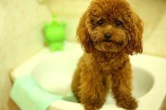 养泰迪犬的5个注意事项你知道吗,第一次养泰迪需要注意些什么