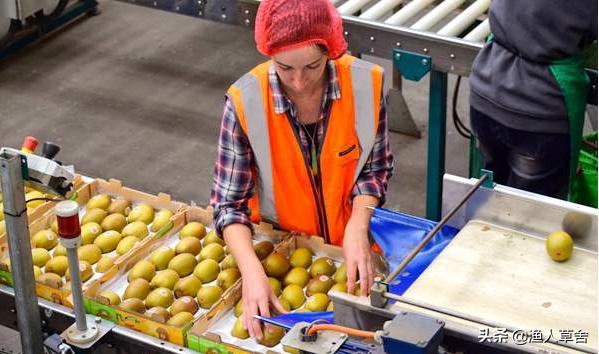 新西兰进口奇异果猕猴桃,猕猴桃新西兰进口