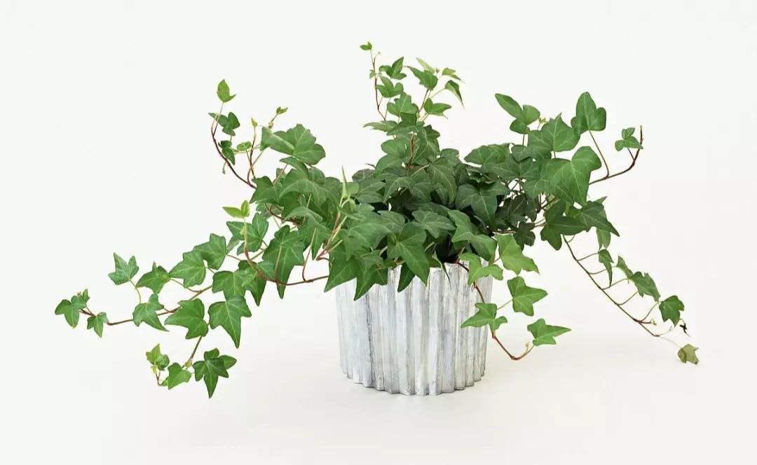 常春藤怎么养成老桩,常春藤不悬挂怎么养护