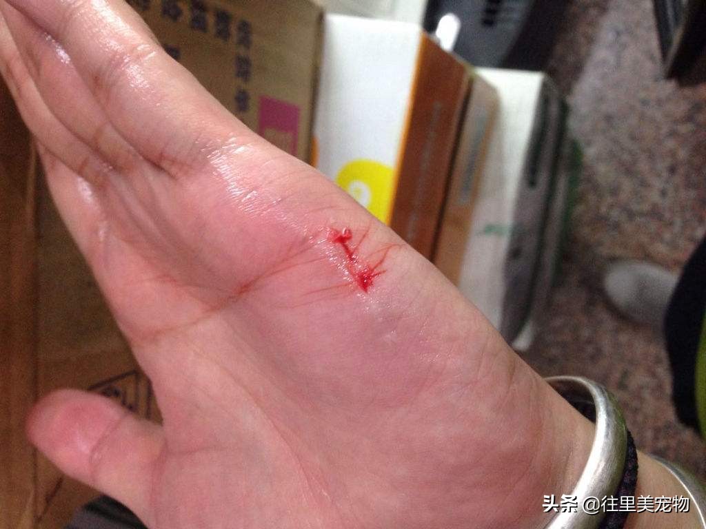 宠物美容师，看似光鲜亮丽的职业背后，是不足为外人道也的心酸