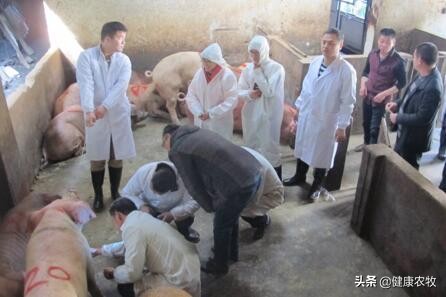 兽医和人医哪个更难学,为什么说兽医的意义大于人医