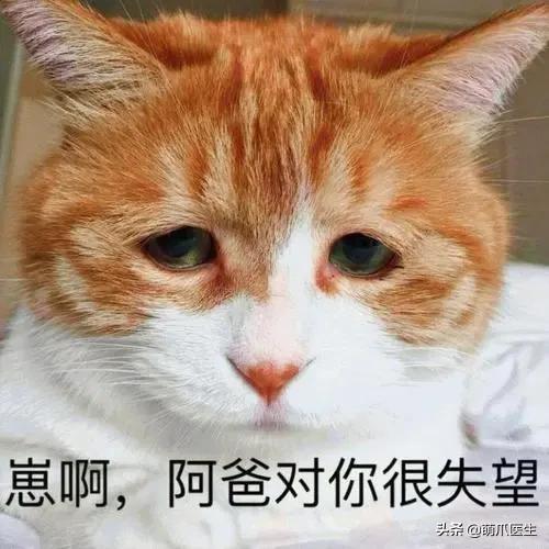猫咪换粮拉稀能自己好吗,猫咪换粮拉稀会持续多久