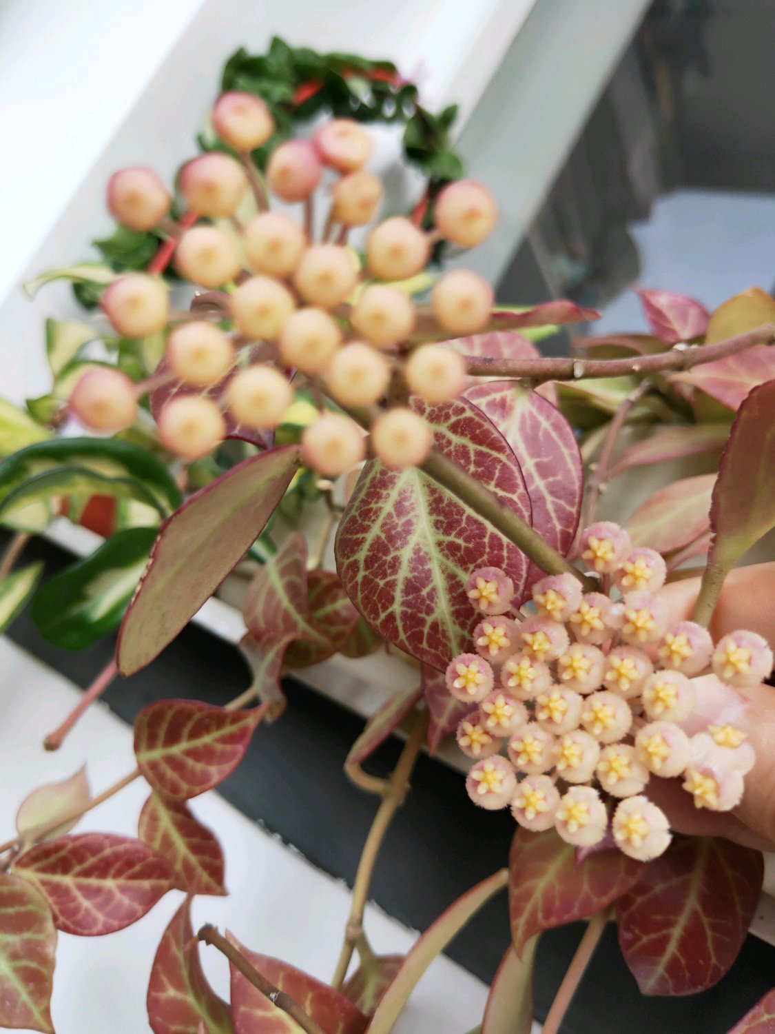 室内养花，养棵“苏奈”球兰吧，皮实好养，开花勤奋，花香飘满屋