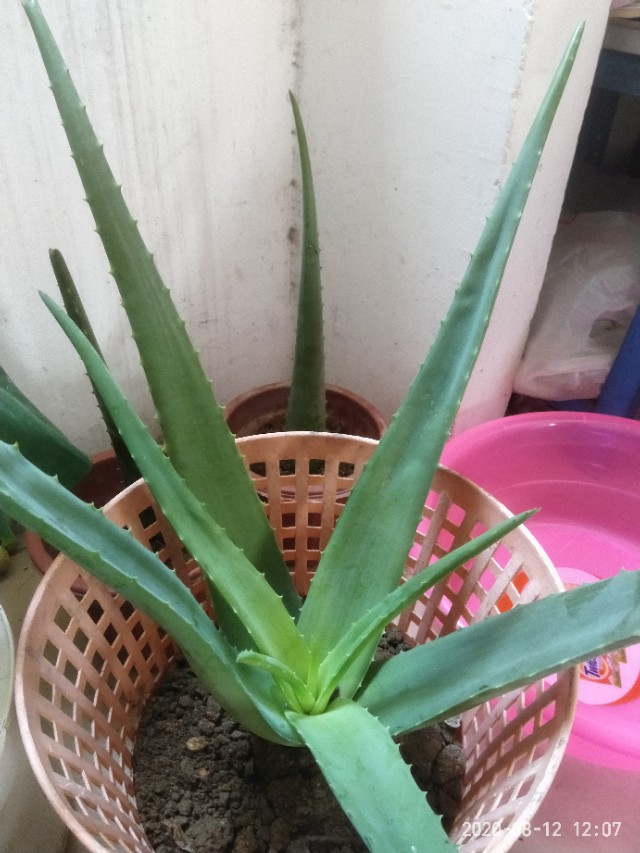 芦荟怎么养才能养得更好,芦荟在阴坡养还是在阳坡养好