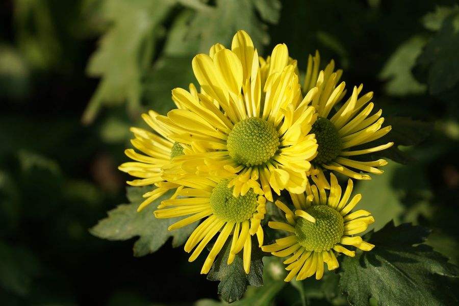10种最好的鲜花名字,有寓意的花名英文名