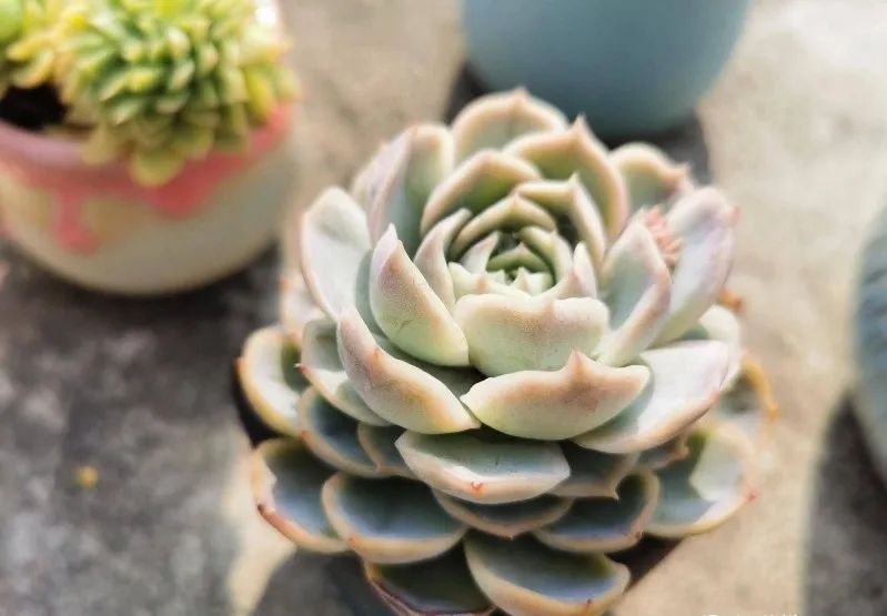 多肉煤烟病可以用酒精擦吗,多肉煤烟病怎么治