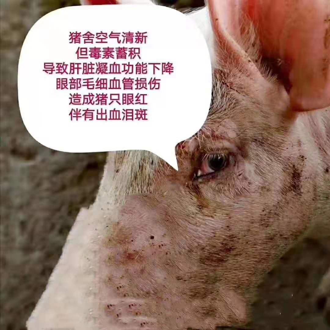 猪群，母猪泪斑死皮出血点造成的原因以及预防对策