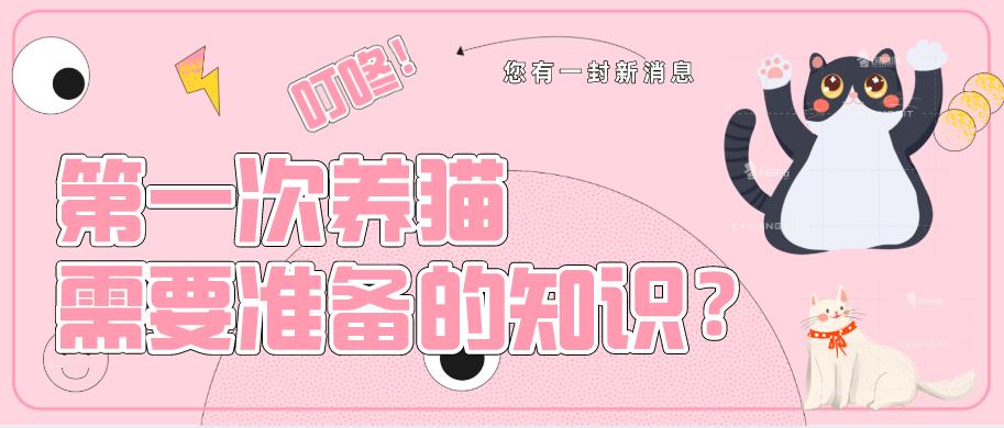 猫奴文化养猫真正该买的东西,养猫必备药品大全新手猫奴必看