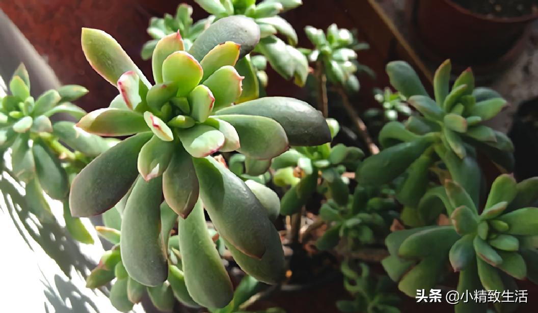 阳台养多肉怎么避免徒长,适合阳台养的多肉不容易徒长