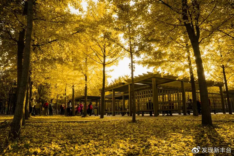 春夏秋冬银杏风景,旅游银杏是初冬最美的一道风景