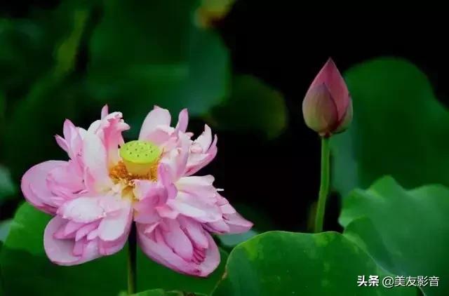 江南可采莲莲叶何田田全诗讲解,有关莲的古诗词大全