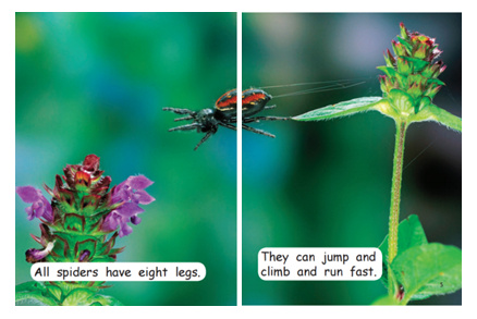 红火箭分级阅读科普,红火箭分级阅读有视频吗