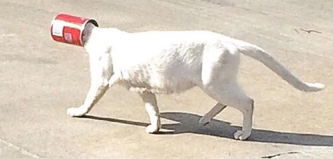 被救助的猫咪小胖胖,猫咪被罐头盒困了